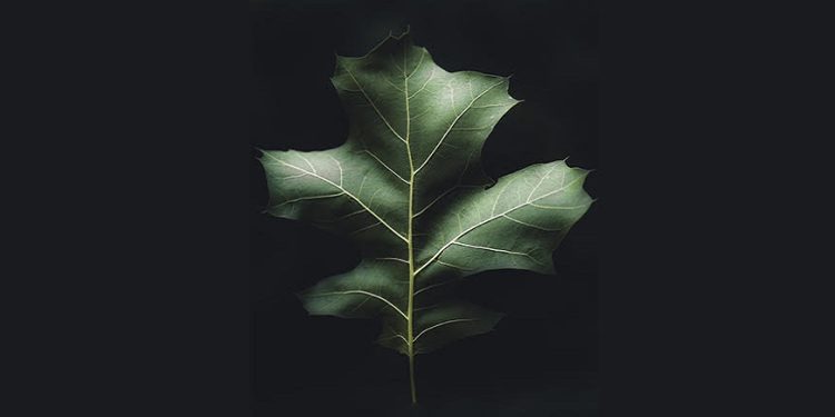 Science - close up of a leaf on a dark backgroun, Photo by Derek Story on Unsplash